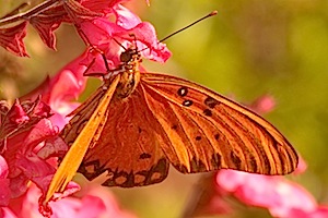 Gulf Fritillary Butterfly